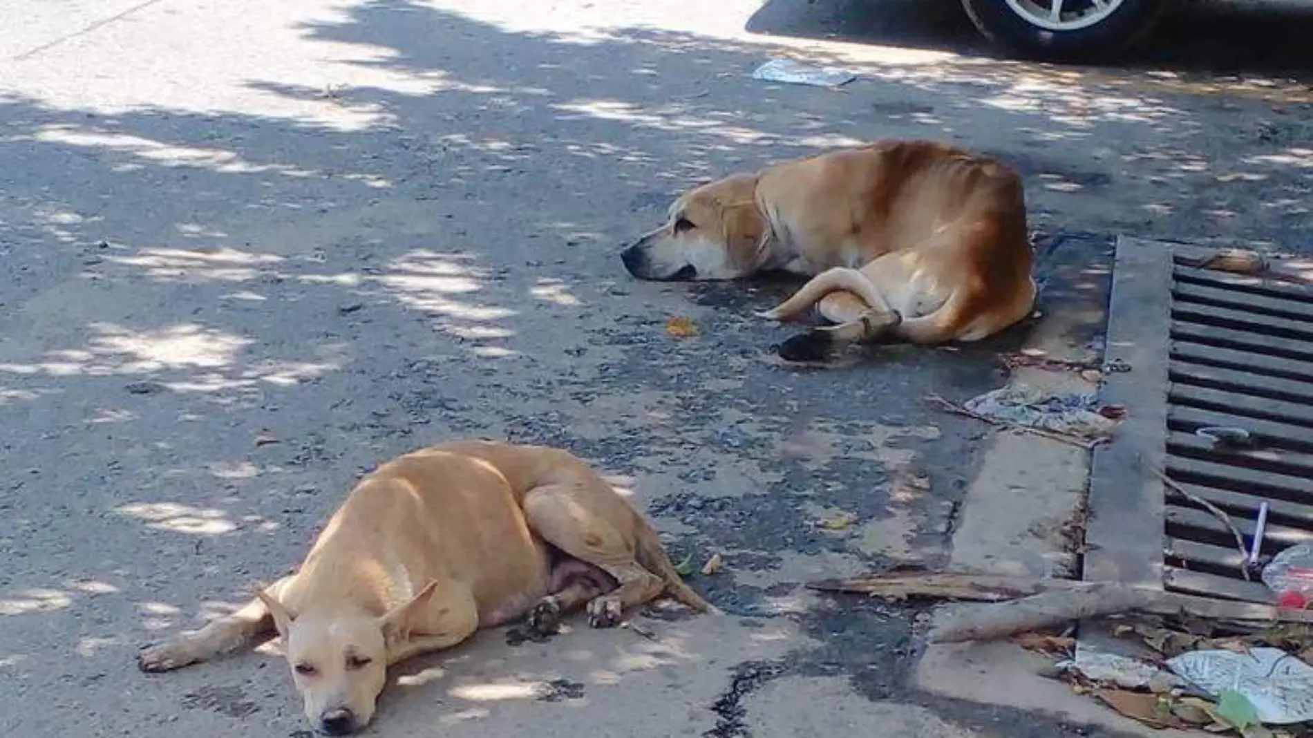 perros callejeros